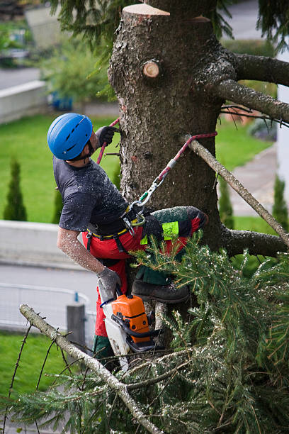 How Our Tree Care Process Works  in  Melbourne, FL